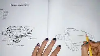 How to draw a Turtle Tortoise (Chelone Mydas) diagram easy TUTORIAL BIOLOGY