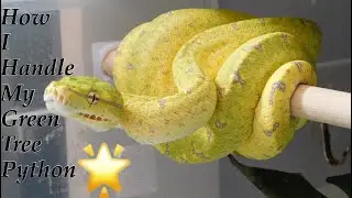 How to handle a Green Tree Python