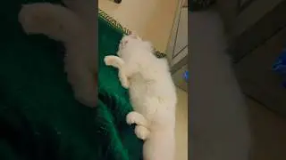 Cute baby🥰🐾#shorts #cat #love #youtubeshorts #catvideos #viral #trending #pets #animals #cute #my