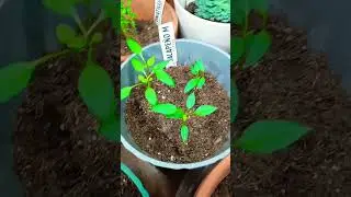 jalapeno Plant #share #subscribe #like #views #vegetables #youtubeshorts #youtube #jalapenos #fruit