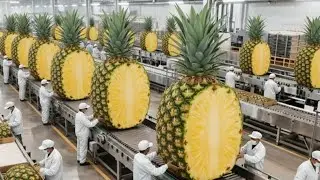 Inside a Modern Pineapple Factory | Automated Fresh Juice Production