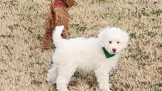 Available Mini Goldendoodles 