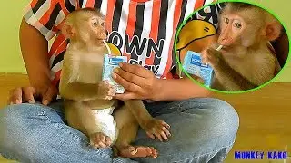 Clever Monkey | Monkey Kako Drinking Lactasoy Milk | Baby Monkey Drink Soy Milk