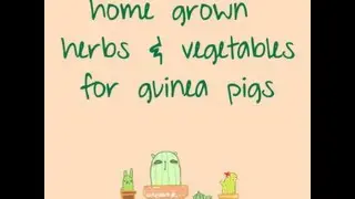 Grow your own veg and herbs for guinea pigs