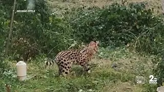 Exotic pet cat captured in Baltimore City