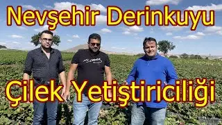 Nevşehir Derinkuyu - Çilek Yetiştiriciliği