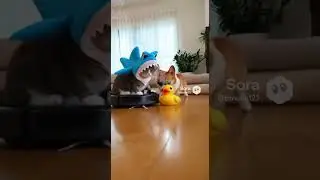 Silly Dog Plays With Cat Cute #funny #funnyanimal #dog #memes #funnydog #funnypet #foryou #cutedog