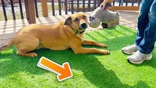 TERRADISE Artificial Fake Grass Rug - User Review