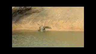 West African crocodile (Crocodylus suchus), Mauritania