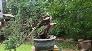 Juniper Movie