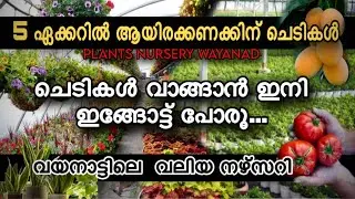 ചെടികളുടെ സൂപ്പർ മാർക്കറ്റ് | Plants Wayanad | Aamees Nursery Ambalavayal | Plant Nursery Malayalam