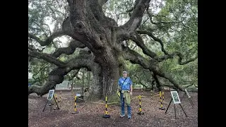 The Angel Oak Tree of South Carolina&mdash;Largest Live Oak in the U.S.?
