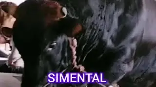 Peternakan Sapi Kualitas Unggul/Super Di Kecamatan Ledokombo