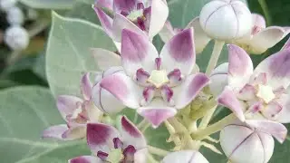 beautiful flowers Good morning beautiful village life village good morning