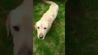 Laky - verschmuster Labrador, ca. 2.5 Jahre
