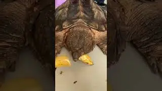 Scariest Turtle Banana Eating #shorts