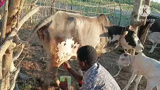 HUMBLE BEGINNINGS COUNTRY SIDE VIBES