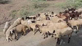 Ama ki dhani me bhed palan karte kisan/Ajmer Bakra Mandi Live Update/padasoli k pas ek chota sa gaon