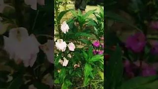 ☘️ Beautiful balsam multicolour varieties #balsam #ytshorts #ihavethisthingwithplants