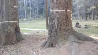 6.36 m Deodar tree