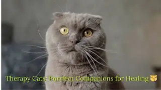 Therapy Cats: Purrfect Companions for Healing 😽 #cats #therapy | Catffirmations, story and songs