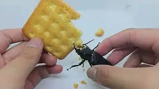 У этого жука длинные острые челюсти &mdash; насколько они сильны? (Hystatus javanus)