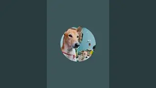 Raja Rani Funny Cute Moments 😍 | Daily Life of Dog Couple | Pet Shorts #shorts  #RajaRani