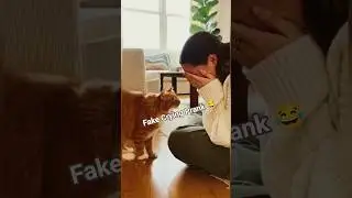Cat Reacts to Owner&rsquo;s Fake Crying | Cute Reaction #CatReaction #FakeCryingPrank #CuteCatMoments
