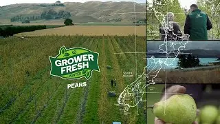 Grower Fresh Pears | Winter Fresh | Countdown
