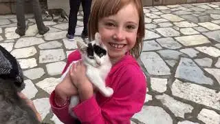 More feral cats in Greece