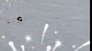 Chonila Reyes Channel  is live Swimming duck 🦆#river#cold#day#swim#duck#amazing#like#trending
