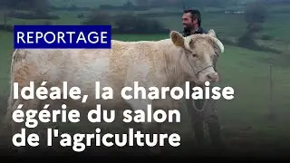 Portrait d'Id&eacute;ale, la charolaise &eacute;g&eacute;rie du salon de l'agriculture 2020