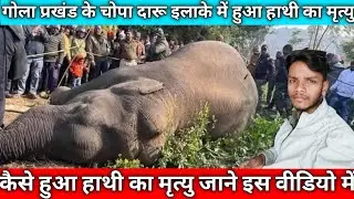 गोला प्रखंड के चोपा दारू में हुआ हाथी का मृत्यु । Chopa Daru Me Hua Hathi Ka Dardnak Maut