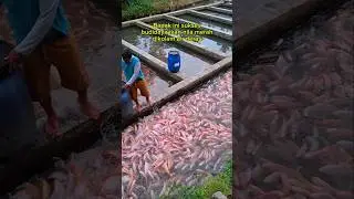 Bapak ini sukses budidaya ikan nila merah dikolam air deras #ikannila #shorts