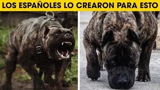 Cosas Que No Sabias De Los Perros Presa Canario