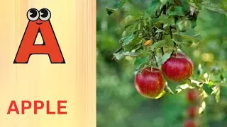 ABC Phonics Song | Alphabet letter sounds | ABC learning for toddlers | Education ABC Nursery Rhymes