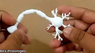 3d structure of neuron