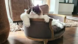 When Your Cat Thinks He's Actually A Puppy Dog