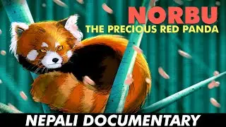 NORBU: The Precious Red Panda  | Documentary
