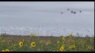 San Fernando Mexico Wingshooting 