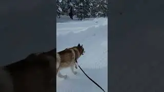 Husky Morning Walk #shorts