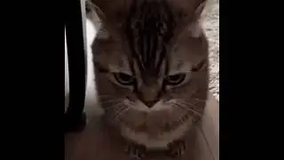 angry cats