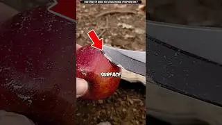 Почему яблоки покрыты воском? | #шорты