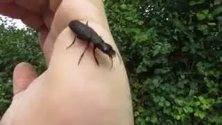 Handling an Angry Devil's Coach-horse Beetle