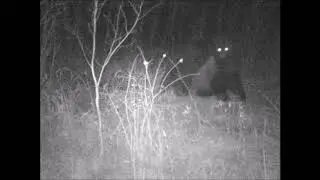 Sow and  cubs