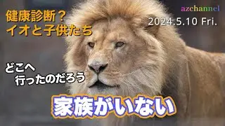 【旭山動物園ライオン】イオと子供たちが不在！もうじゅう館に響き渡るオリトの咆哮
