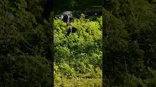 OMG! What Is Happening When This White-Breasted Waterhen Starts to Fight?!