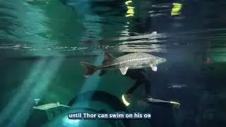 Checking Up on Thor the White Sturgeon