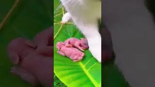 Amazing and beautiful baby rabbit adorable moments captured #crazyvlog #cute #pets