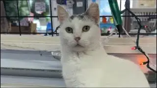 The cats are always watching 🧐